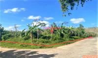 ที่ดินว่างเปล่าหลุดจำนอง ธ.ธนาคารกสิกรไทย บ้านนิคม บางขัน นครศรีธรรมราช