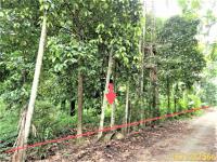 https://nakhonsithammarat.ohoproperty.com/205087/ธนาคารกสิกรไทย/ขายที่ดินว่างเปล่า/จันดี/ฉวาง/นครศรีธรรมราช/
